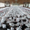 There are 1,600 units in Iran producing 2,600 eggs per day.