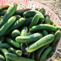 Yazd: Iran’s Cucumber Production Hub