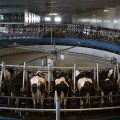 Dairy Exports to Hit $1b