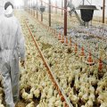 Iran&#039;s Biggest Layer Chicken Farm Opens