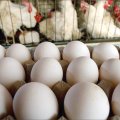 Egg Exports Cease to Iraq, Afghanistan
