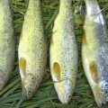 Online Fish Sales Begin in 4 Cities
