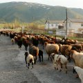 Shortage of Livestock Raises Prices
