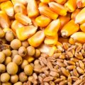Rise in Animal Feed Imports 