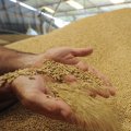 TCCIM Member Demands Solution for Surplus Wheat