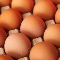 Qatar Seeks to Import Iranian Chicken Eggs