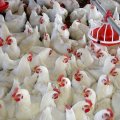 S. Khorasan Produces Antibiotic-Free Chicken