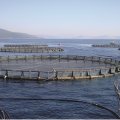 Loans for Expansion of Cage Fish Farming