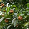 Orchards Expected to Yield 24.7m Tons 