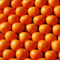 20K Tons of Egyptian Oranges Purchased