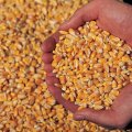 One-Month Field Corn Imports Top $100m