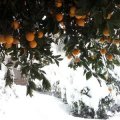 Northern Orchards Safe From Cold Spell