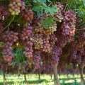 Iran 8th Biggest Grape Producer