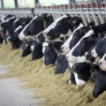 Livestock Feed Import Declines