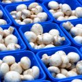 Iran Mushroom Production Estimated to Increase by 6.6%