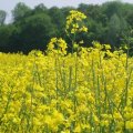 Oilseed Production Meets 8% of Domestic Demand