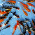 Ornamental Fish Output: 200m in 9 Months