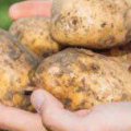 Holland-Iran Potato Seminar Convenes