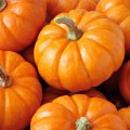 Pumpkin Exports Earn Over $2m