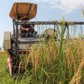 A 100% automation of rice harvest is  projected by the end of the sixth five-year development plan (2017-22). 