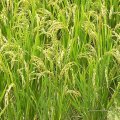Rice Imports at 760,000 Tons Last Year