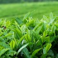 Tea Production Meets 29 Percent of  Domestic Demand