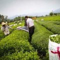 Fresh Tea Leaf Production to Exceed 100K Tons