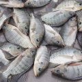 Iran 4th Biggest Importer of Tilapia From China