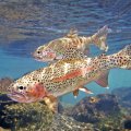 Trout Exports Expected to Reach 30K Tons