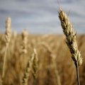 Next Year’s Wheat Production Target: 12.6m Tons