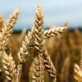 Gov’t Wheat Purchases Exceed 8m Tons
