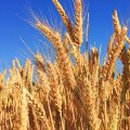 Gov’t Wheat Purchases Reach 8.8m Tons