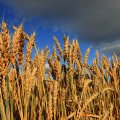 Gov’t Wheat Purchases Top 2 Million Tons