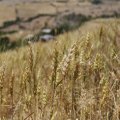 Land Under Wheat Cultivation Near 4.5m Hectares