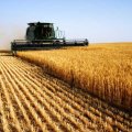 Iran became self-sufficient in wheat production last year.