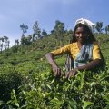 Indian Tea Exporters Cheer Exemption From American Sanctions on Iran