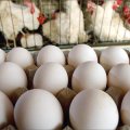 Growth in Egg Production Anticipated