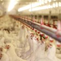 Industrial Chicken Farms’ PPI Inflation at 42% in Q3