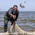 46% Decline in Mazandaran Bony Fish Harvest 