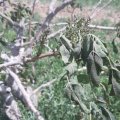 Frost Inflicts Losses Worth $76m on Sirjan Pistachio Orchards 