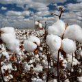 Land Under Cotton Cultivation Increasing 