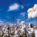 Iran needs to import at least 50,000 tons of cotton annually to meet the needs of its textile industry.
