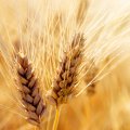 Gov’t Begins Guaranteed Purchase of Wheat