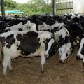 IME Debuts Cattle Trading for Export 