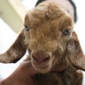 Iran’s Royan Research Institute Clones Murciana Goat