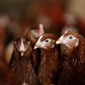 There are many subtypes of avian influenza viruses, but only some strains of five subtypes have been known to infect humans: H5N1, H7N3, H7N7, H7N9 and H9N2.