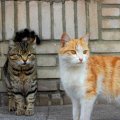 Like many other big cities across continents Tehran too has more than its share of feral cats.