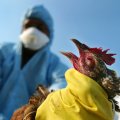Bird Flu in Chaharmahal