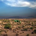 Desert and Forest