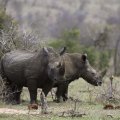 Africa Travel Industry Alarmed by Wildlife Losses  